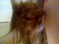 Her Cat Loves Sucking Her Nipples